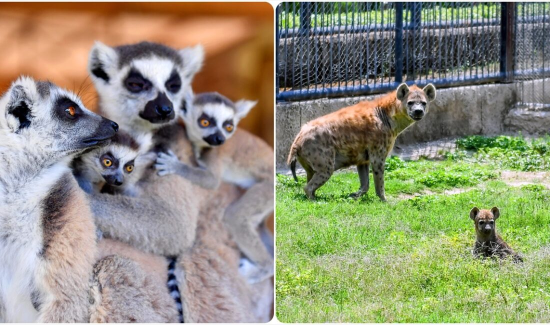 Mersin'deki Tarsus Doğa Parkı'nda dünyaya gelen lemurlara "Deniz" ve "Yıldız",