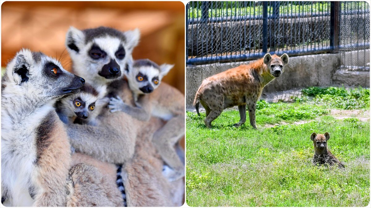 Mersin'deki Tarsus Doğa Parkı'nda dünyaya gelen lemurlara "Deniz" ve "Yıldız",