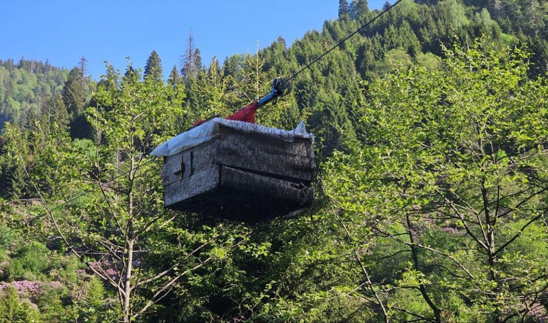 RIZE (AA) – Rize’nin Çamlıhemşin ilçesinde tavuklarını ayı saldırılarından korumak