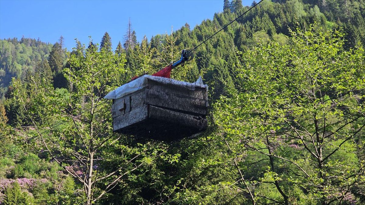 RIZE (AA) – Rize’nin Çamlıhemşin ilçesinde tavuklarını ayı saldırılarından korumak