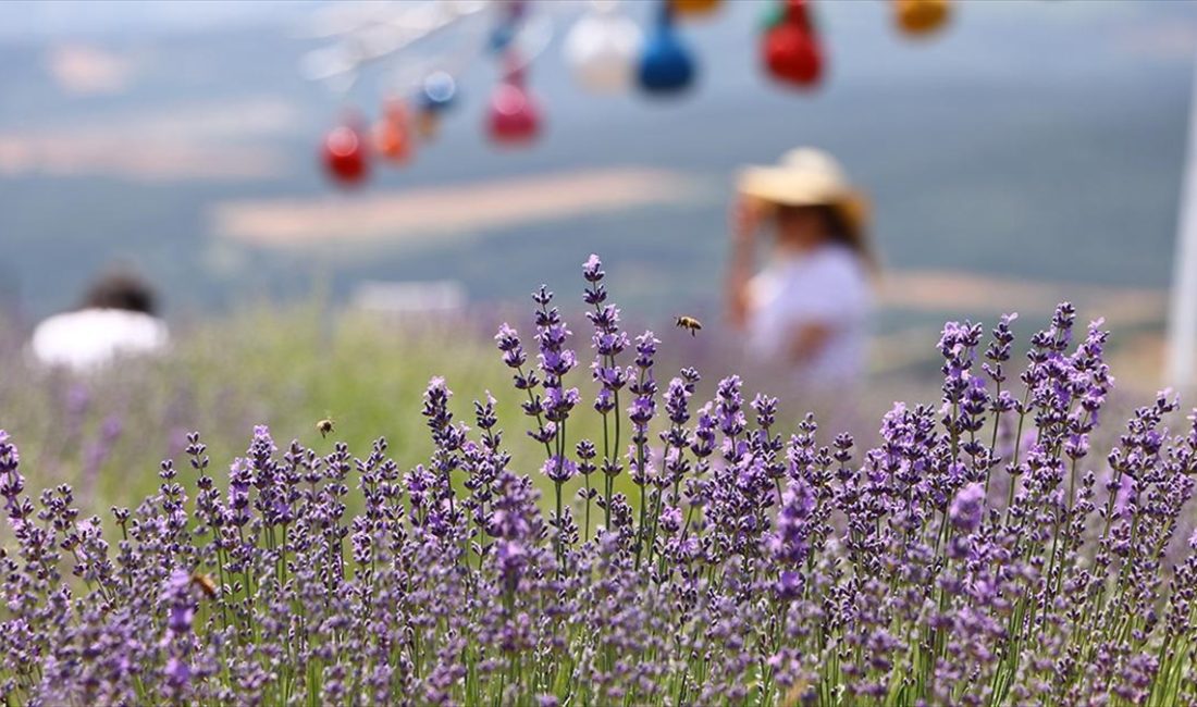 Tekirdağ'da yerli ve yabancı turistlerin ilgi odağı haline gelen lavanta