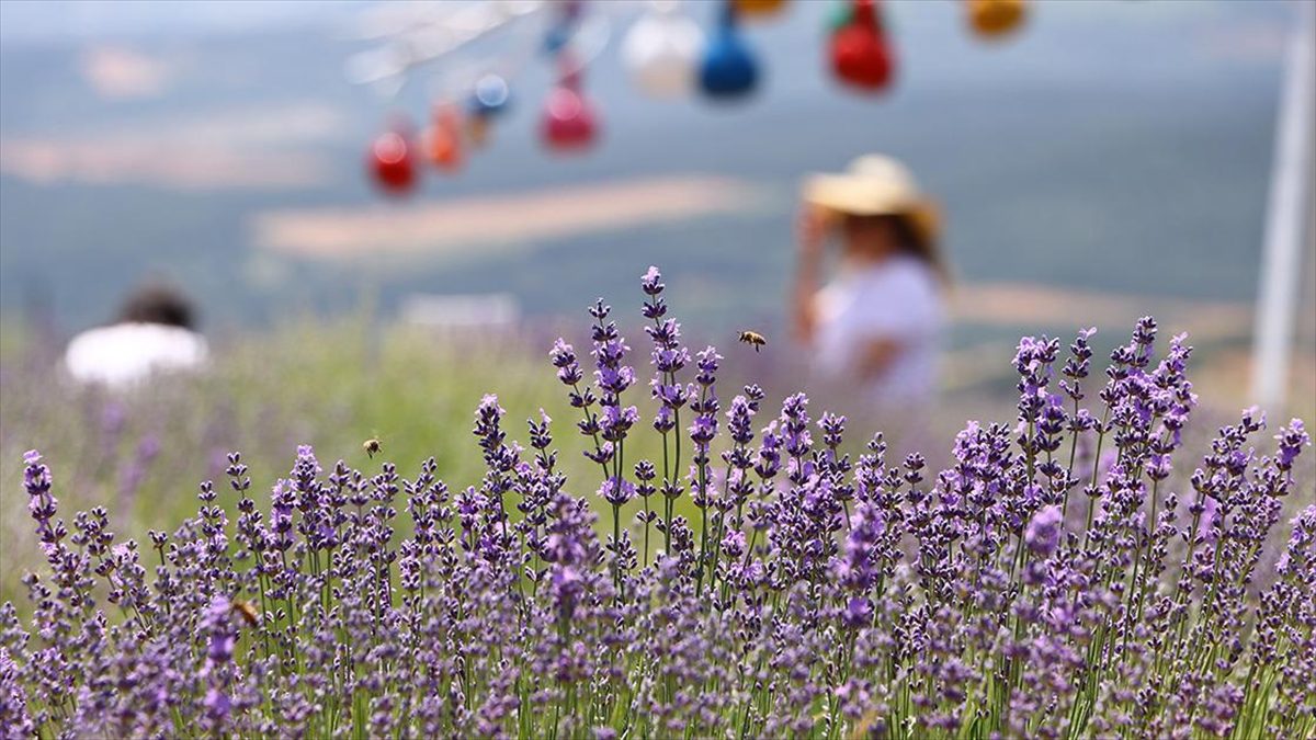 Tekirdağ'da yerli ve yabancı turistlerin ilgi odağı haline gelen lavanta