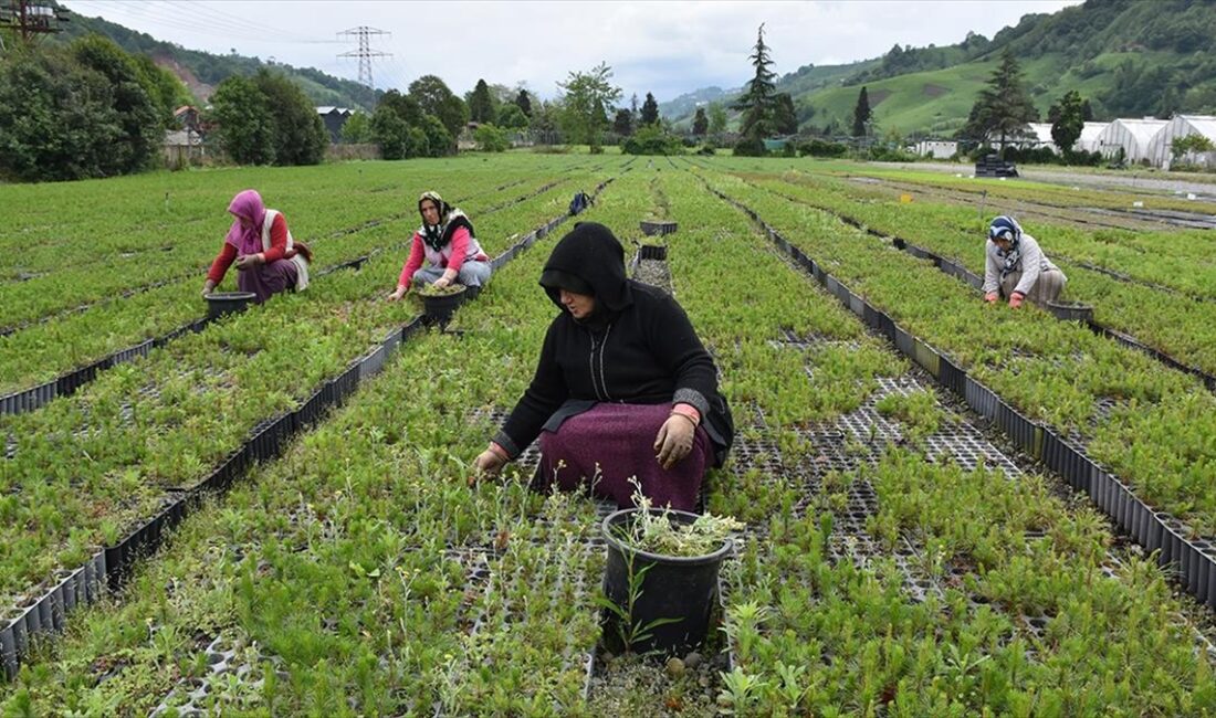 Trabzon Orman Bölge Müdürlüğünce Of ilçesinde 25 hektar alanda yetiştirilen