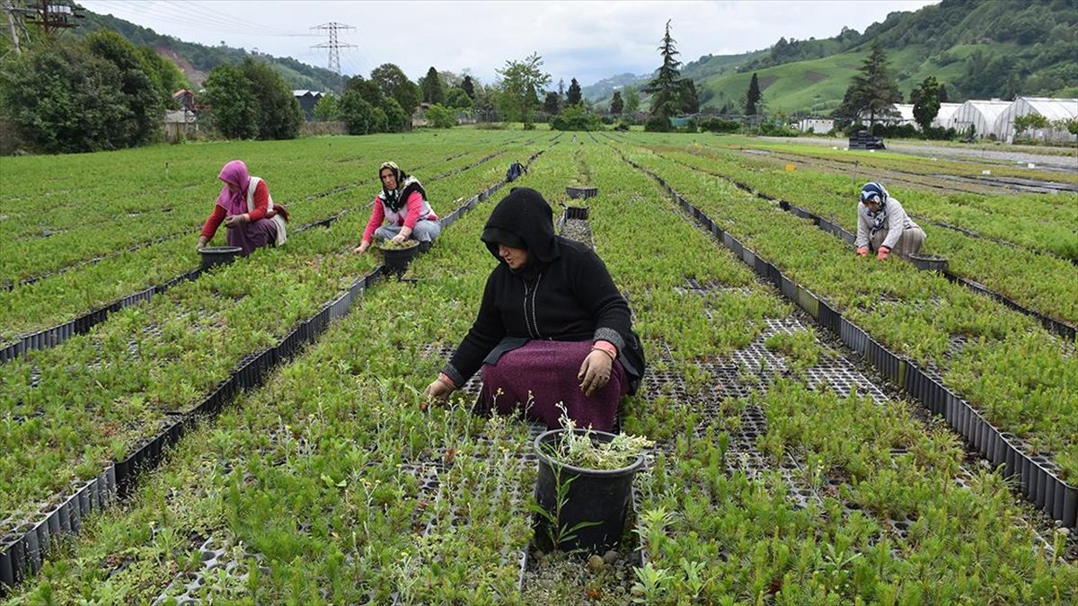 Trabzon Orman Bölge Müdürlüğünce Of ilçesinde 25 hektar alanda yetiştirilen
