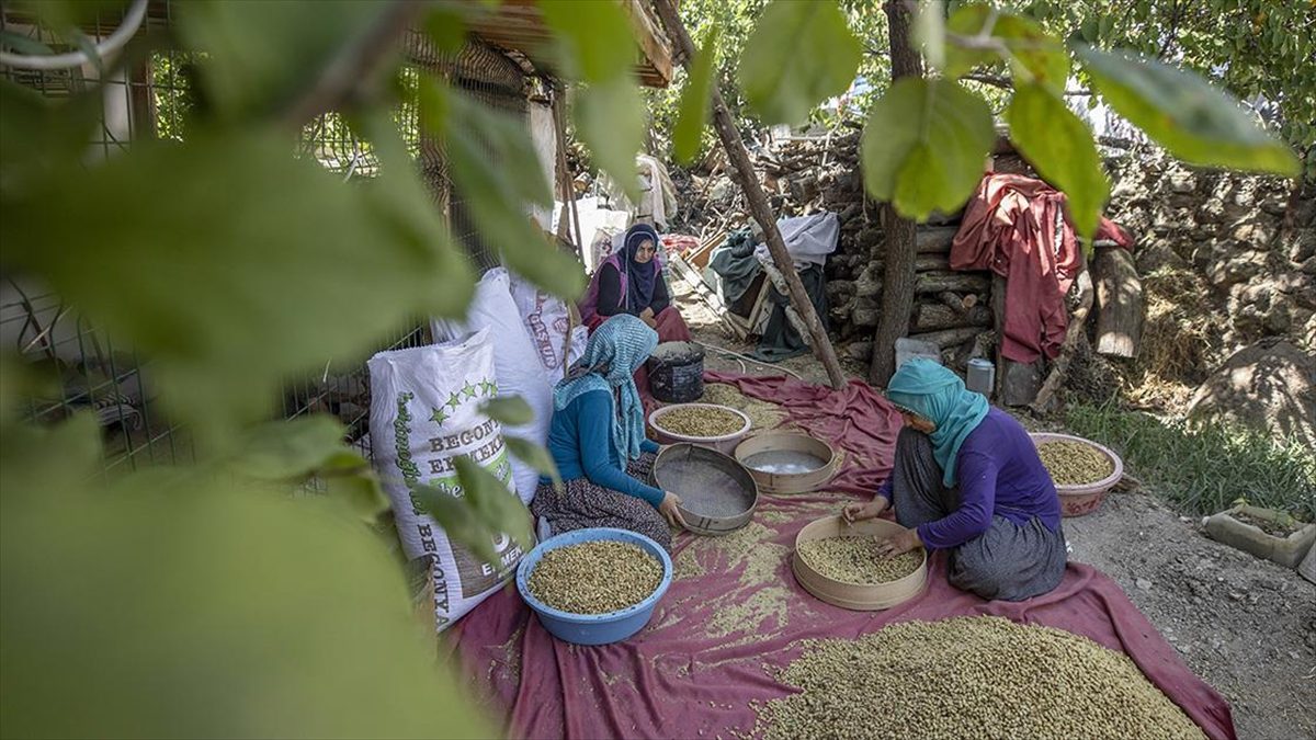 Tunceli'nin Çemişgezek ilçesinde 1500 dekarda üretilen tescilli "Ulukale Dutu", köylülerin