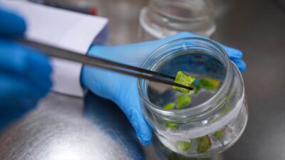 Türk bilim insanları, geleneksel yetiştirme tekniklerine kıyasla daha hızlı ve