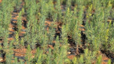 Tarım ve Orman Bakanlığına bağlı Orman Genel Müdürlüğü (OGM), dost