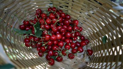 Türkiye'nin mayısta Almanya'ya kiraz ihracatı, 2024 Avrupa Futbol Şampiyonası'nın (EURO