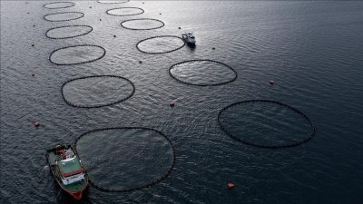 Türkiye'nin su ürünleri üretimi 2023'te bir önceki yıla kıyasla yüzde