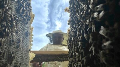 Zengin floraya sahip yaylalarda üretilen Bingöl balının Avrupa Birliği'nden (AB)