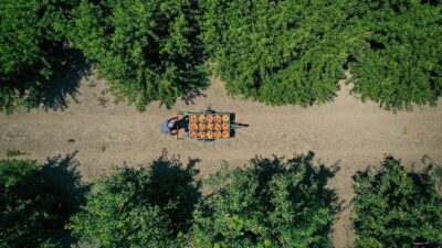 Lezzeti ve aromasıyla ünlü Bursa şeftalisinin, Avrupa Birliği (AB) nezdinde