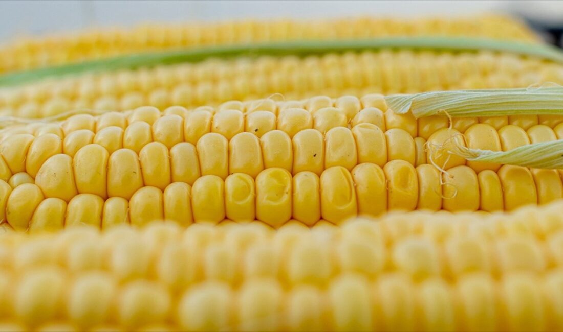 Avrupa Birliği (AB) Komisyonu, genetiği değiştirilmiş mısırın gıda ve hayvan