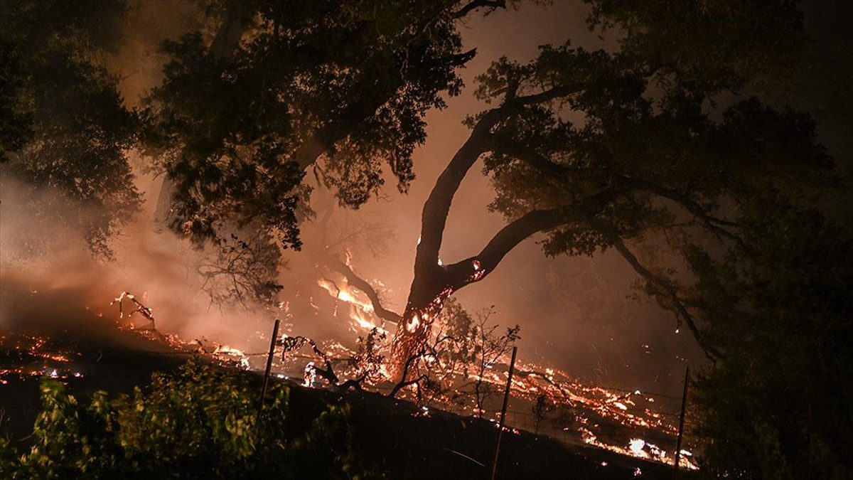 ABD'nin California eyaletinde etkili olan orman yangınlarında 370 bin dönümden