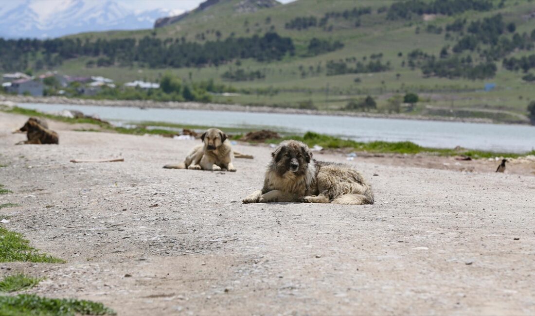 Adana'da, sahipsiz köpeklerin saldırısı sonucu yaralanan 5 yaşındaki çocuğun tedavisi