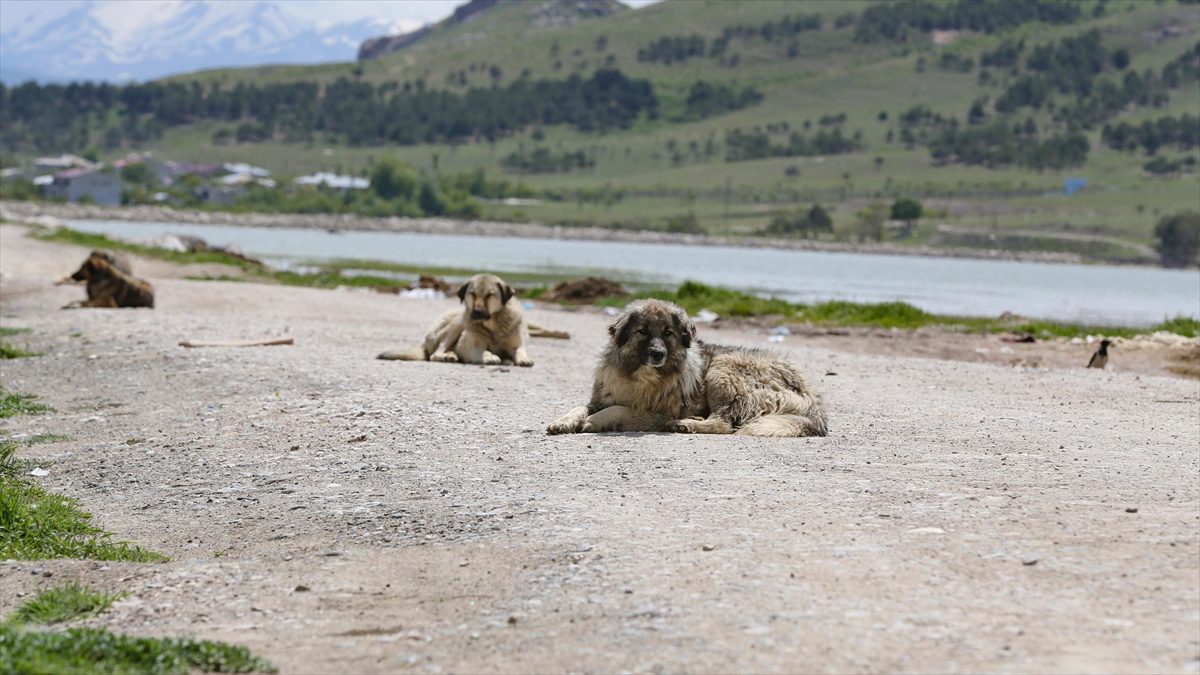 Adana'da, sahipsiz köpeklerin saldırısı sonucu yaralanan 5 yaşındaki çocuğun tedavisi
