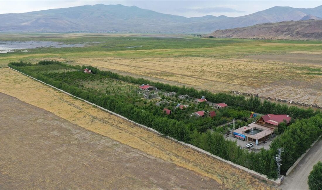 Ağrı Dağı'nın eteklerindeki çorak araziye 4 bin 500 meyve ağacı