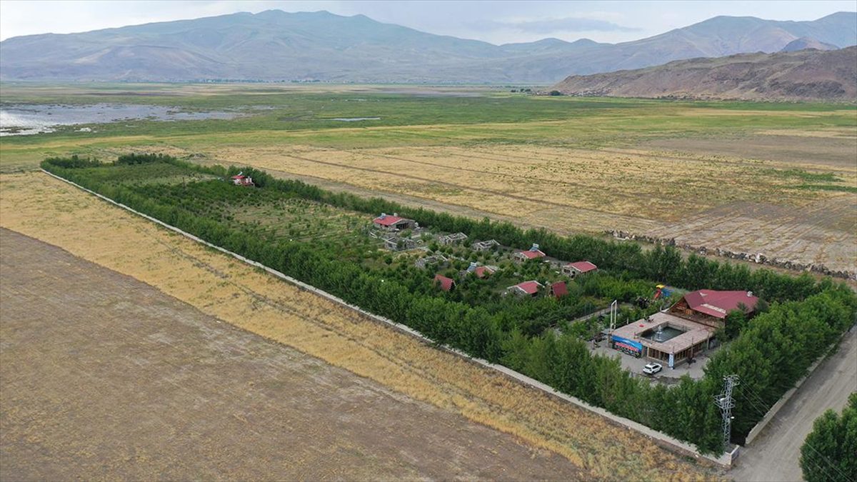 Ağrı Dağı'nın eteklerindeki çorak araziye 4 bin 500 meyve ağacı