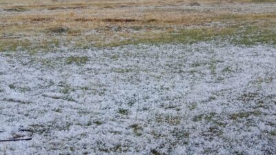 Tarım ve Orman İl Müdürlüğü ekipleri, tarım arazilerinde zarar tespiti