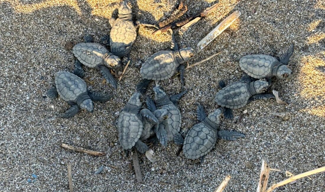 Antalya'nın Alanya ilçesinde yuvalarından çıkan, nesli tükenme tehdidi altındaki caretta