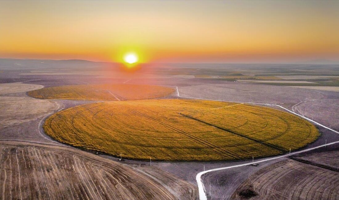 Tarım ve Orman Bakanlığına bağlı Tarım İşletmeleri Genel Müdürlüğü (TİGEM)