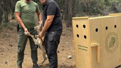 ANTALYA (AA) – Antalya'nın Kepez ilçesindeki ana cadde ve sokaklarda