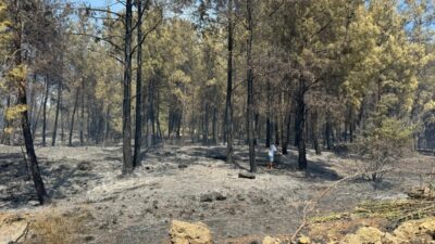ANTALYA (AA) – Antalya'nın Aksu ilçesinde yerleşim yerlerine yakın alanda