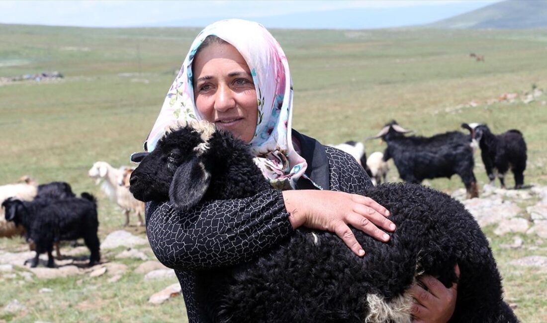 Ardahan'da küçükbaş hayvancılık yapan Nargül Avşar, devlet desteğiyle sürüsünü 30'dan