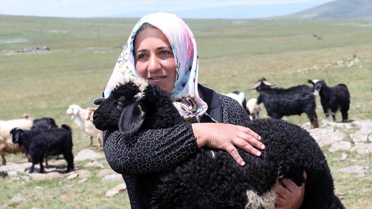 Ardahan'da küçükbaş hayvancılık yapan Nargül Avşar, devlet desteğiyle sürüsünü 30'dan