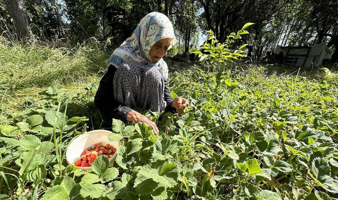 Elazığ'ın Maden ilçesinin Durmuştepe köyünde yaşayan 104 yaşındaki İmoş Biçki,