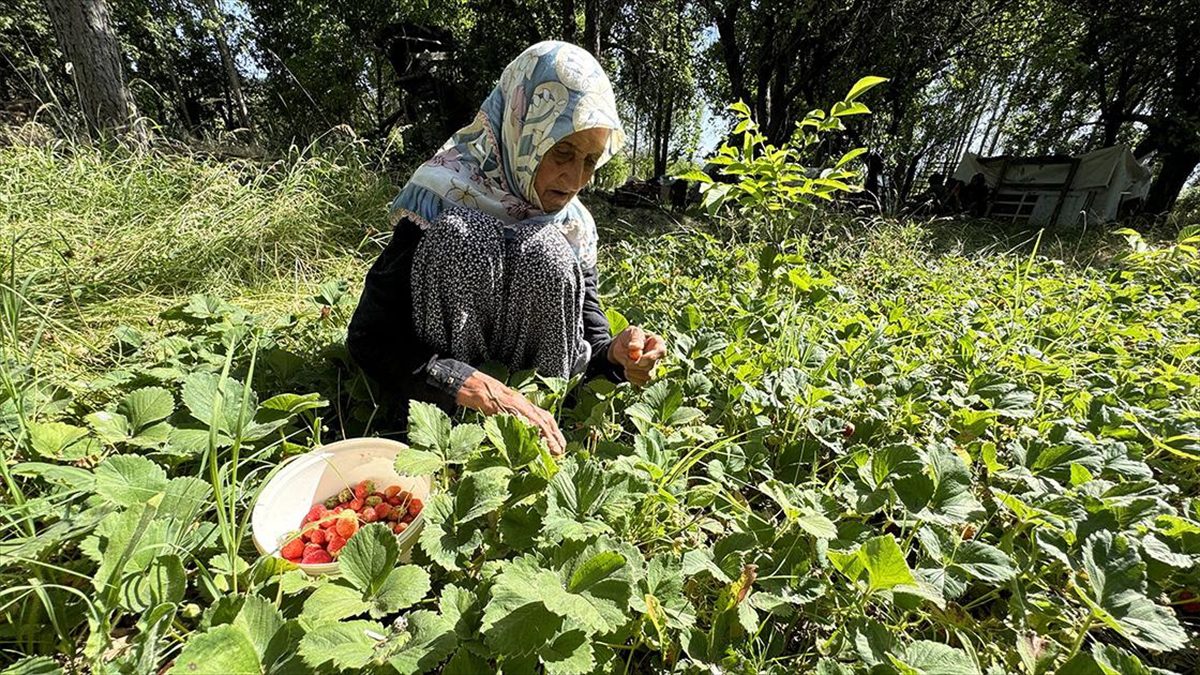 Elazığ'ın Maden ilçesinin Durmuştepe köyünde yaşayan 104 yaşındaki İmoş Biçki,
