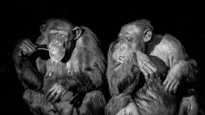 Bilim insanları, vahşi şempanzelerin kendi aralarındaki konuşma yapılarının ve iletişim