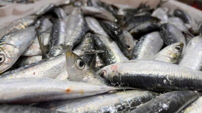 Kendine has besin değeri, lezzeti ve pişirme yöntemleri ile bölgenin