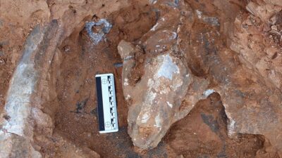 Denizli'nin Tavas ilçesinde yapılan kazlarda, 9 milyon yıl öncesine ait