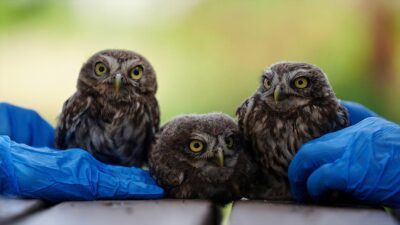 Düzce'de uçma denemeleri sırasında yuvalarına ulaşamadıkları değerlendirilen 4 kukumav yavrusu,