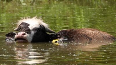 Düzce'de mera alanlarının iklim değişikliğine bağlı daralması, manda sayısında azalmaya