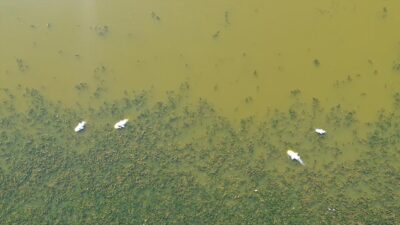 Edirne'nin Lalapaşa ilçesine bağlı Çömlekköy Göleti'nde, su seviyesinin düşmesine bağlı