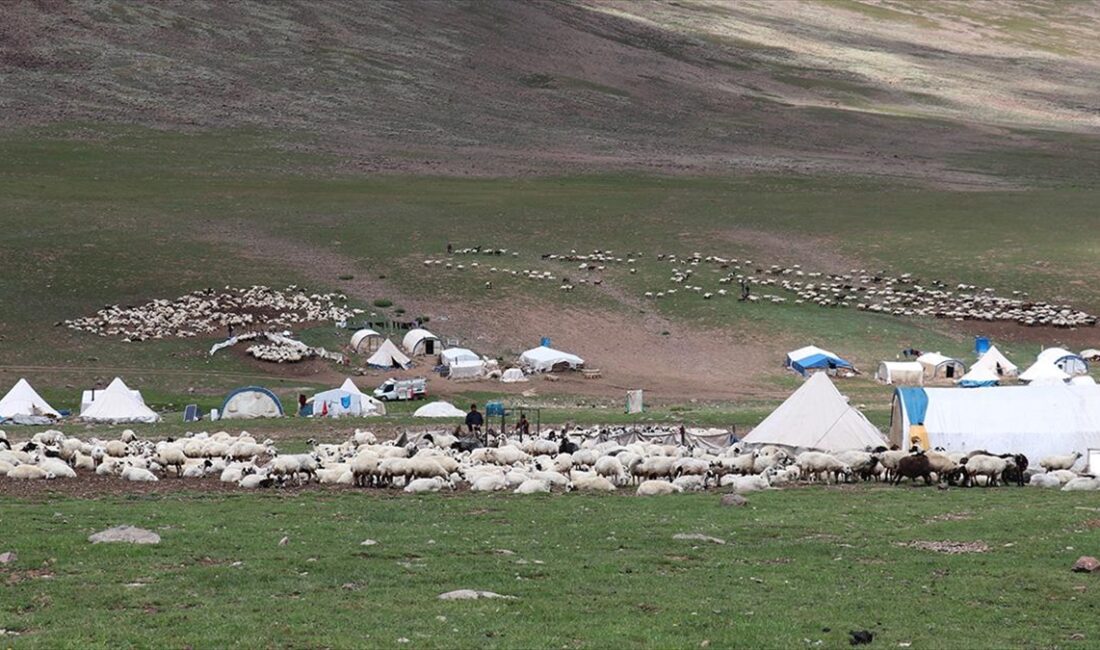 Erzurum'un 2 bin 600 rakımındaki Dumlubaba Yaylası'nda konaklayan göçerlerin günlük