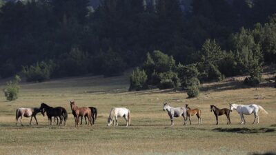 Antalya'nın Beydağları eteklerinde sürüler halinde dolaşan yılkı atları görüntülendi.