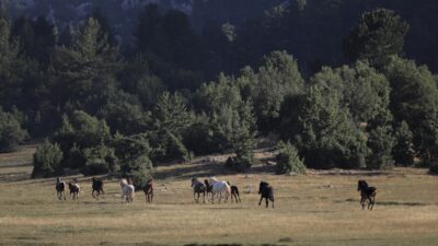 ANTALYA (AA) – Antalya'nın Beydağları eteklerinde sürüler halinde dolaşan yılkı