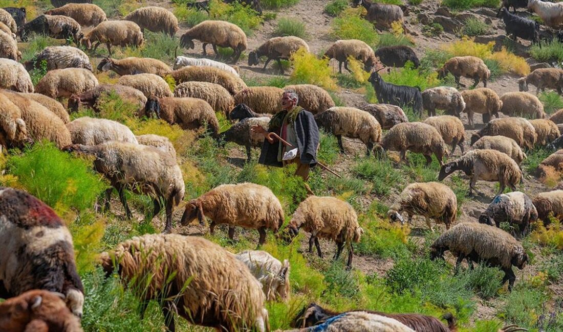 Şırnak'ın Beytüşşebap ilçesindeki Faraşin Yaylası, yılın 6 ayı kent merkezi