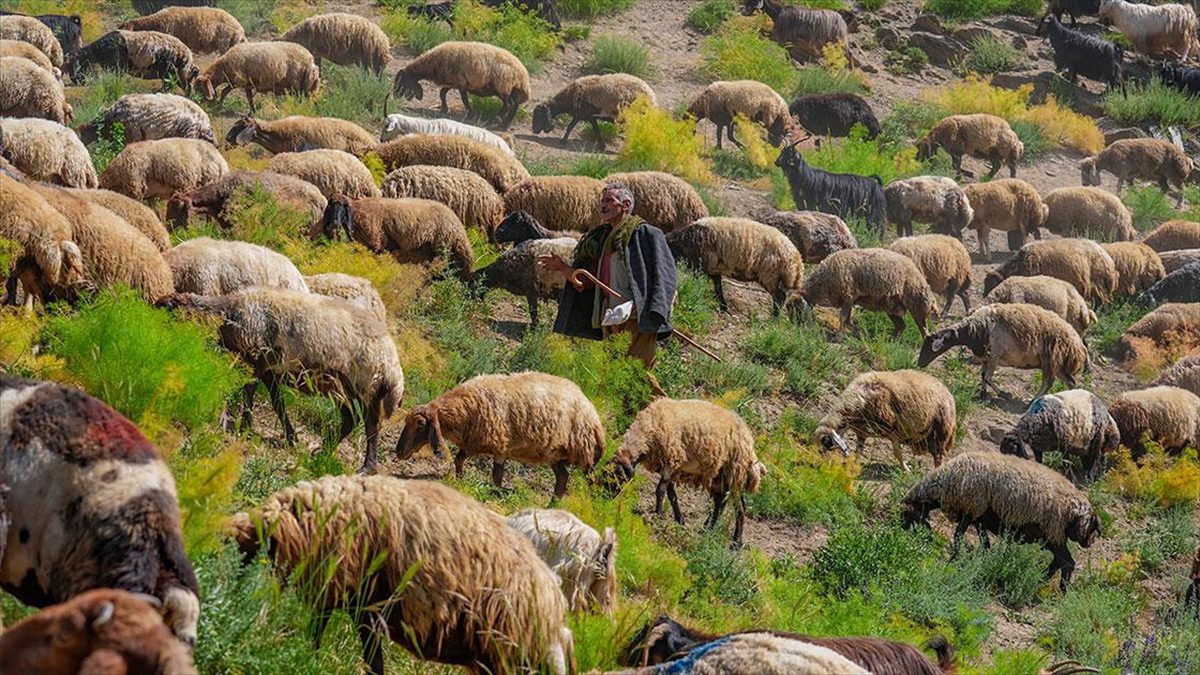 Şırnak'ın Beytüşşebap ilçesindeki Faraşin Yaylası, yılın 6 ayı kent merkezi