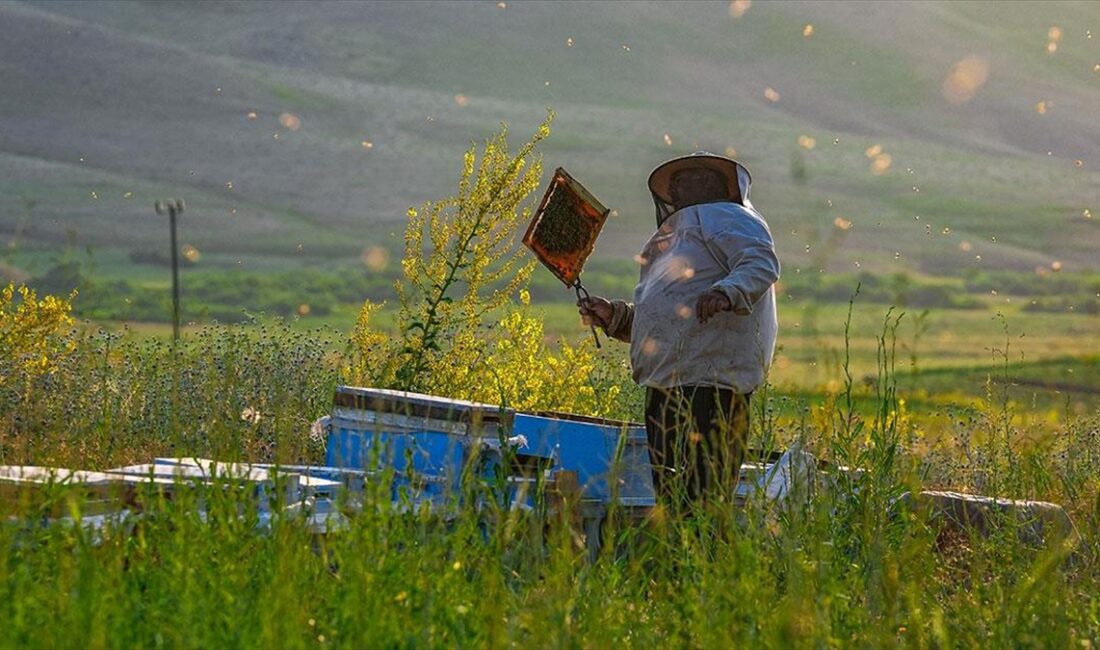 Şırnak'ın Beytüşşebap ilçesindeki 2 bin 625 rakımlı Faraşin Yaylası, zengin