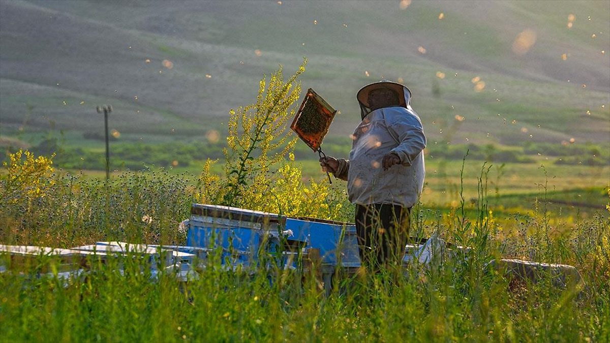 Şırnak'ın Beytüşşebap ilçesindeki 2 bin 625 rakımlı Faraşin Yaylası, zengin