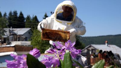KASTAMONU (AA) – Deli bal, Karadeniz B&ouml;lgesi’nin sahil kesiminde yetişen