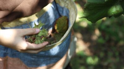 2023'te 650 bin ton olan tahmini fındık rekoltesinin 2024'te yüzde