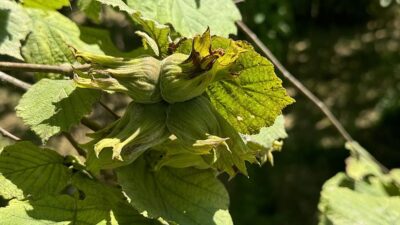 Fındık üretim ve ihracatında adından söz ettiren Trabzon'da, oluşturulan örnek
