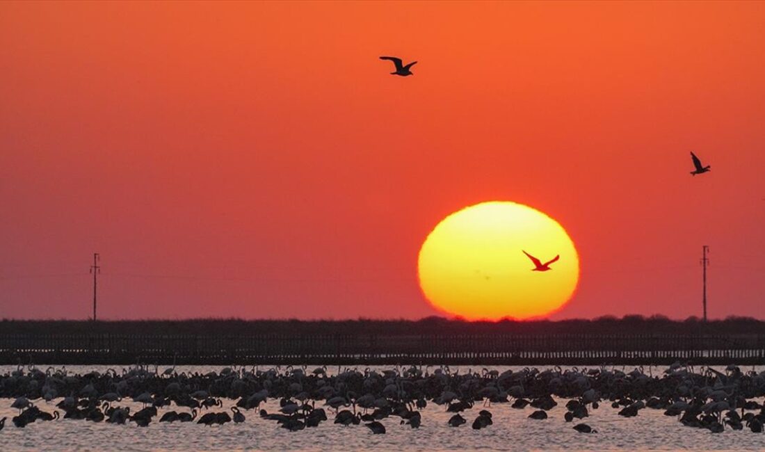 İzmir Kuş Cenneti'nde mayıs ayında yumurtadan çıkan binlerce flamingo yavrusu,