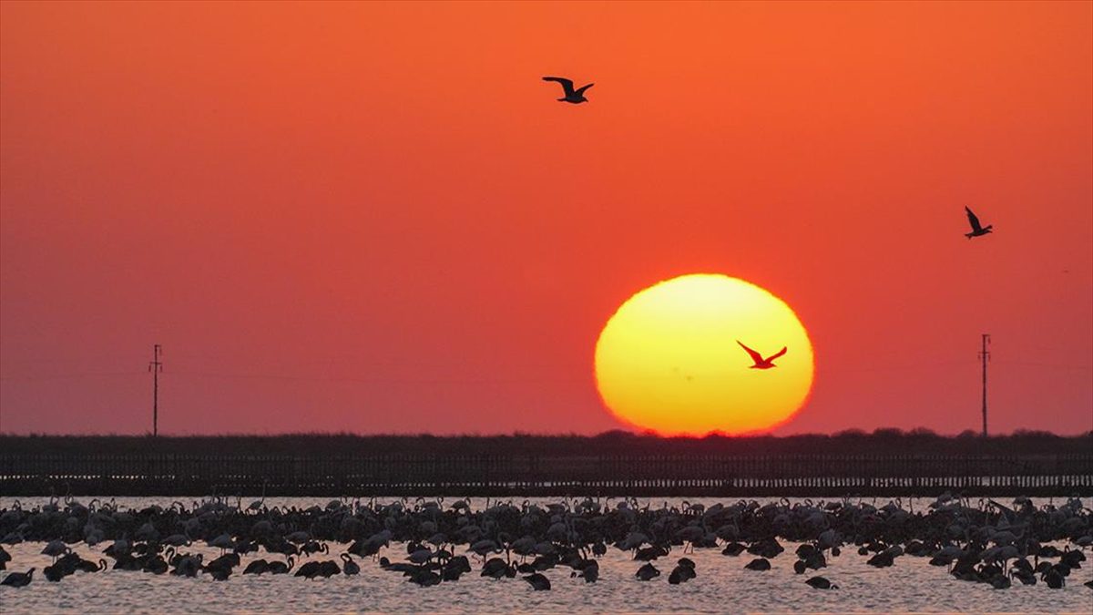 İzmir Kuş Cenneti'nde mayıs ayında yumurtadan çıkan binlerce flamingo yavrusu,