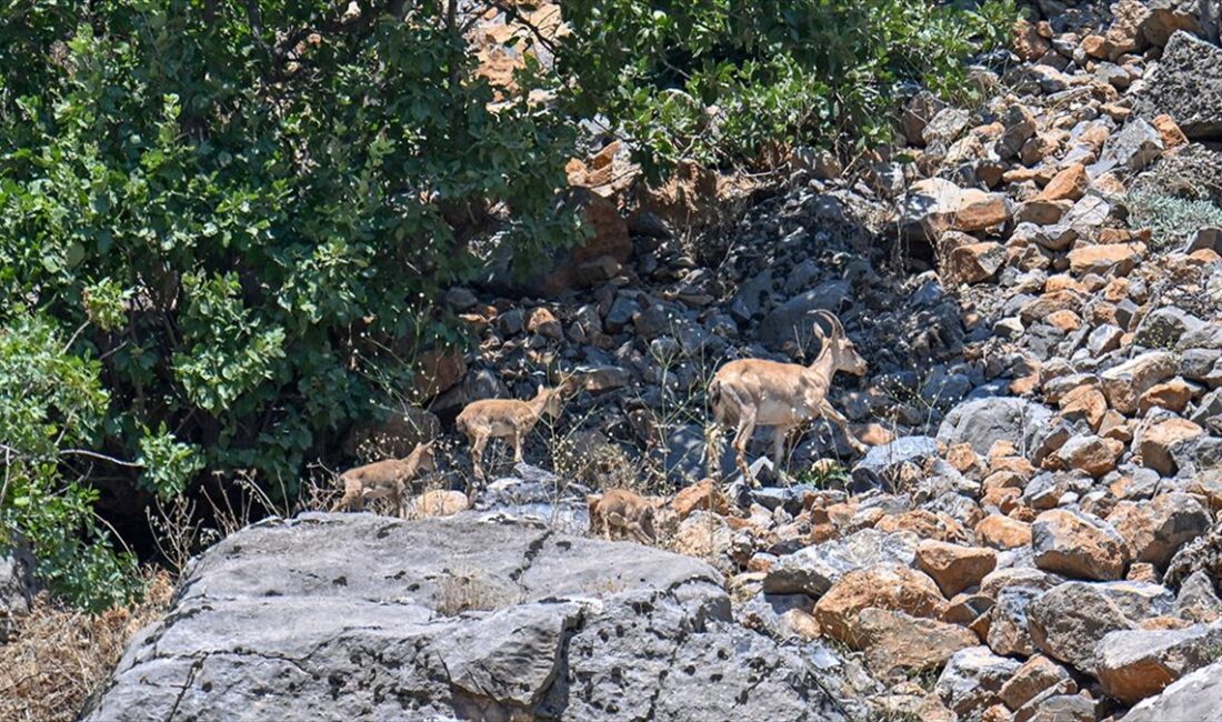 Hakkari'de nesli tehlike altında olan yaban keçisi sayısının, bilinçlendirme ve