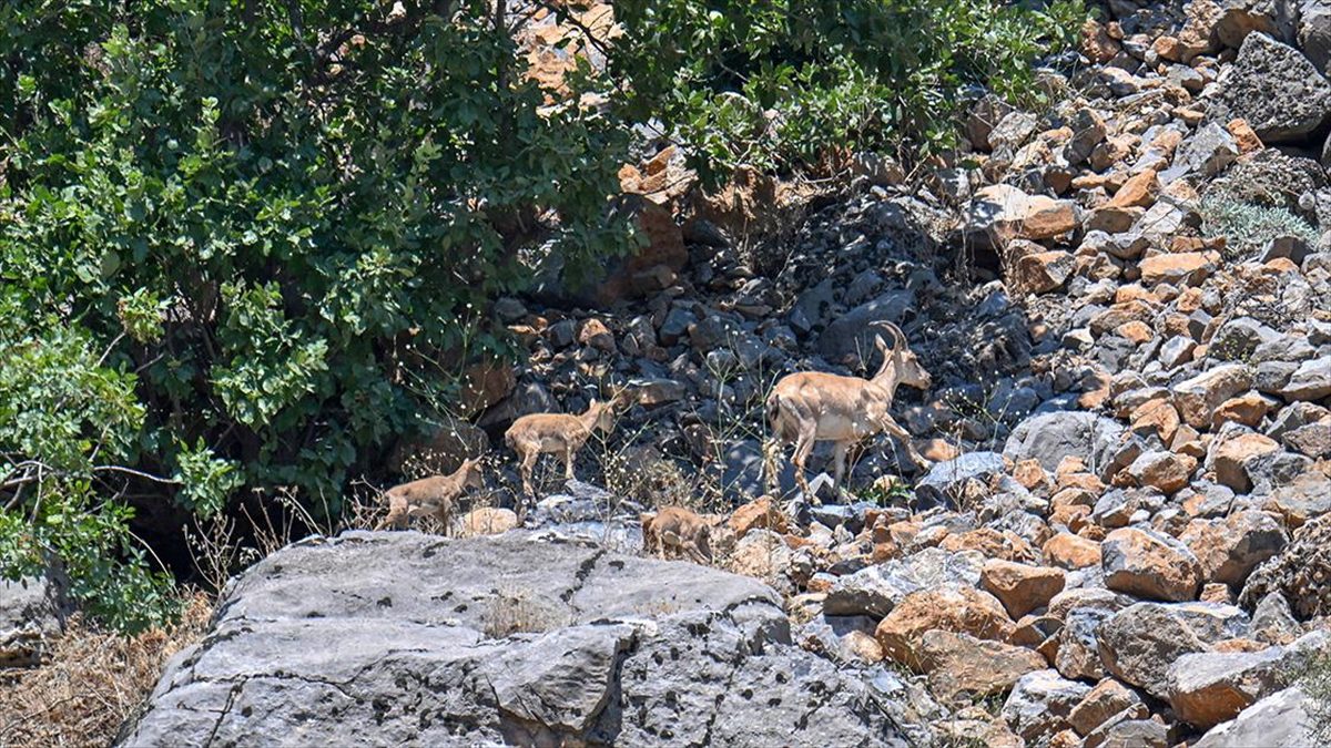 Hakkari'de nesli tehlike altında olan yaban keçisi sayısının, bilinçlendirme ve